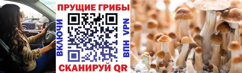площадка Telegram  Микунь  Псилоцибиновые грибы прущие грибы 